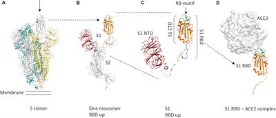 Design, Expression, Purification, and Characterization of a YFP-Tagged 2019-nCoV Spike Receptor-Binding Domain Construct